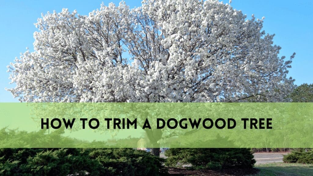 how to trim a dogwood tree