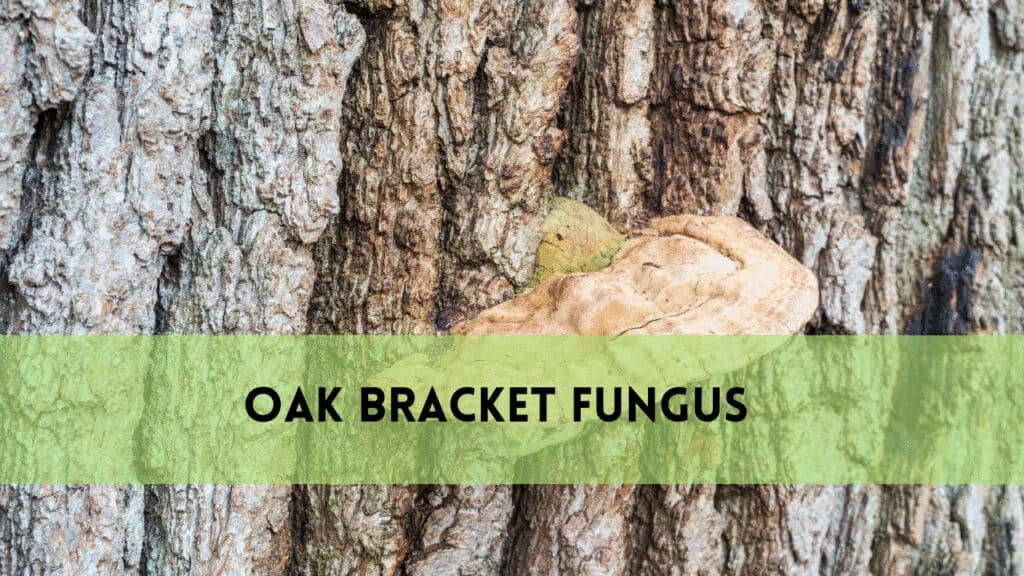 oak bracket fungus