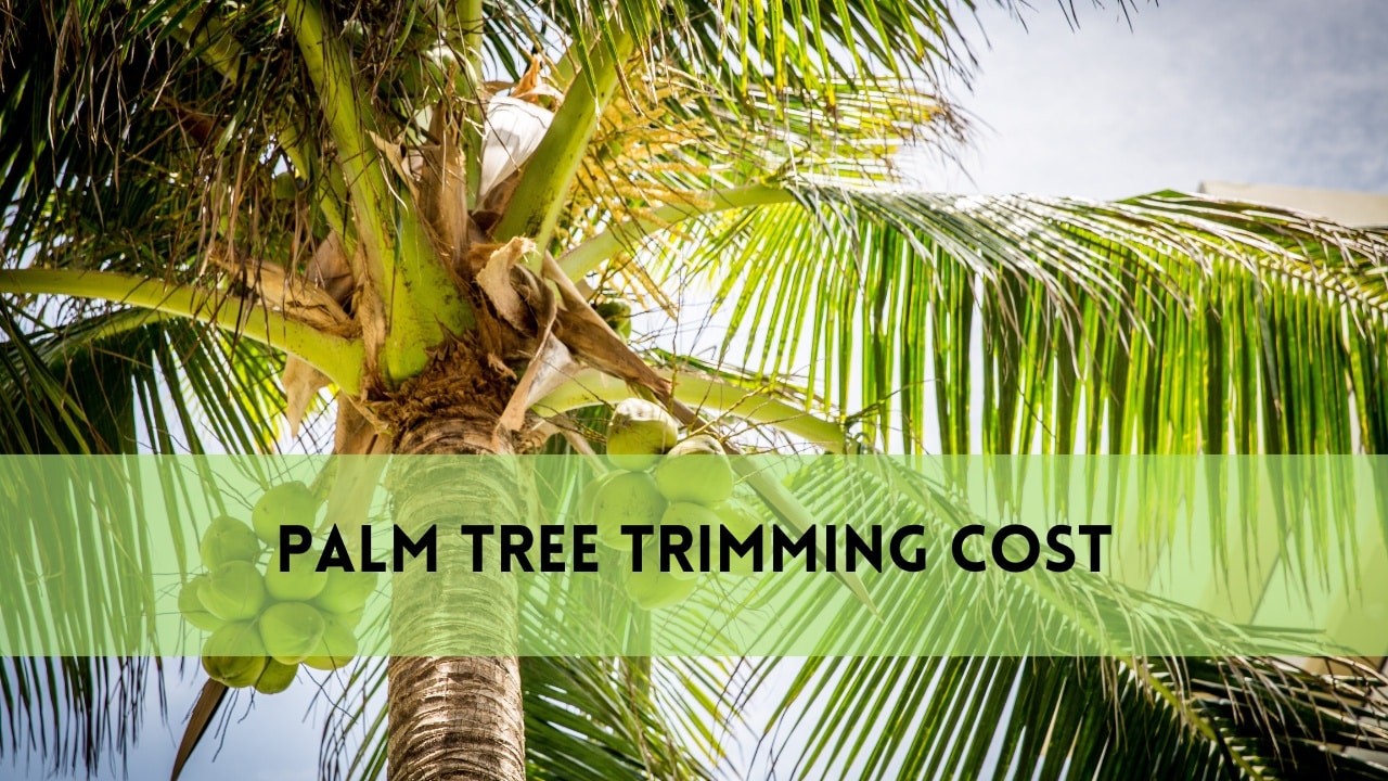 palm tree trimming cost