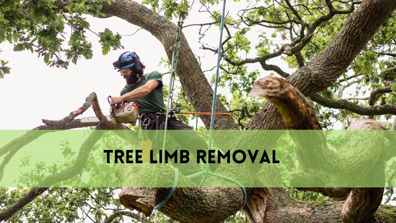 tree limb removal