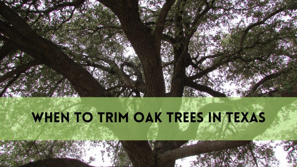 when to trim oak trees in texas