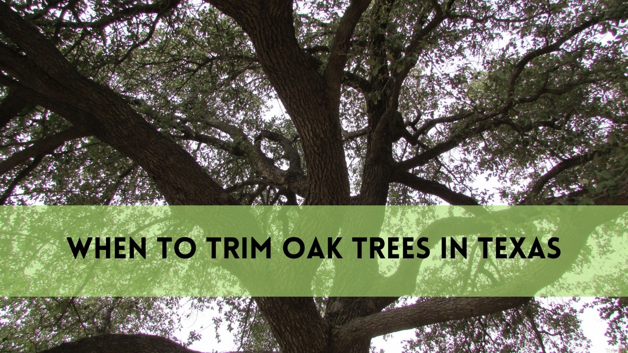 when to trim oak trees in texas